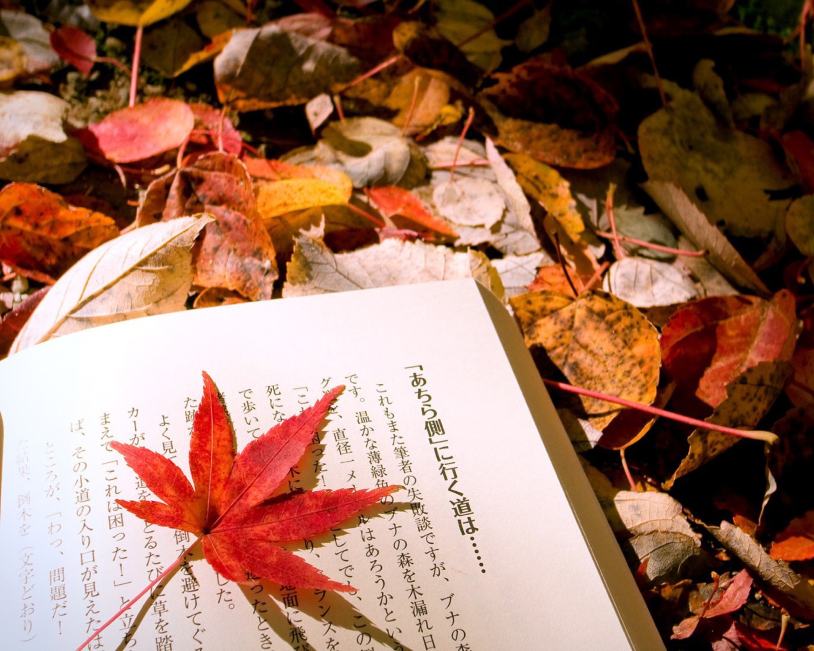 Red Leaf On A Book wallpaper 1600x1280