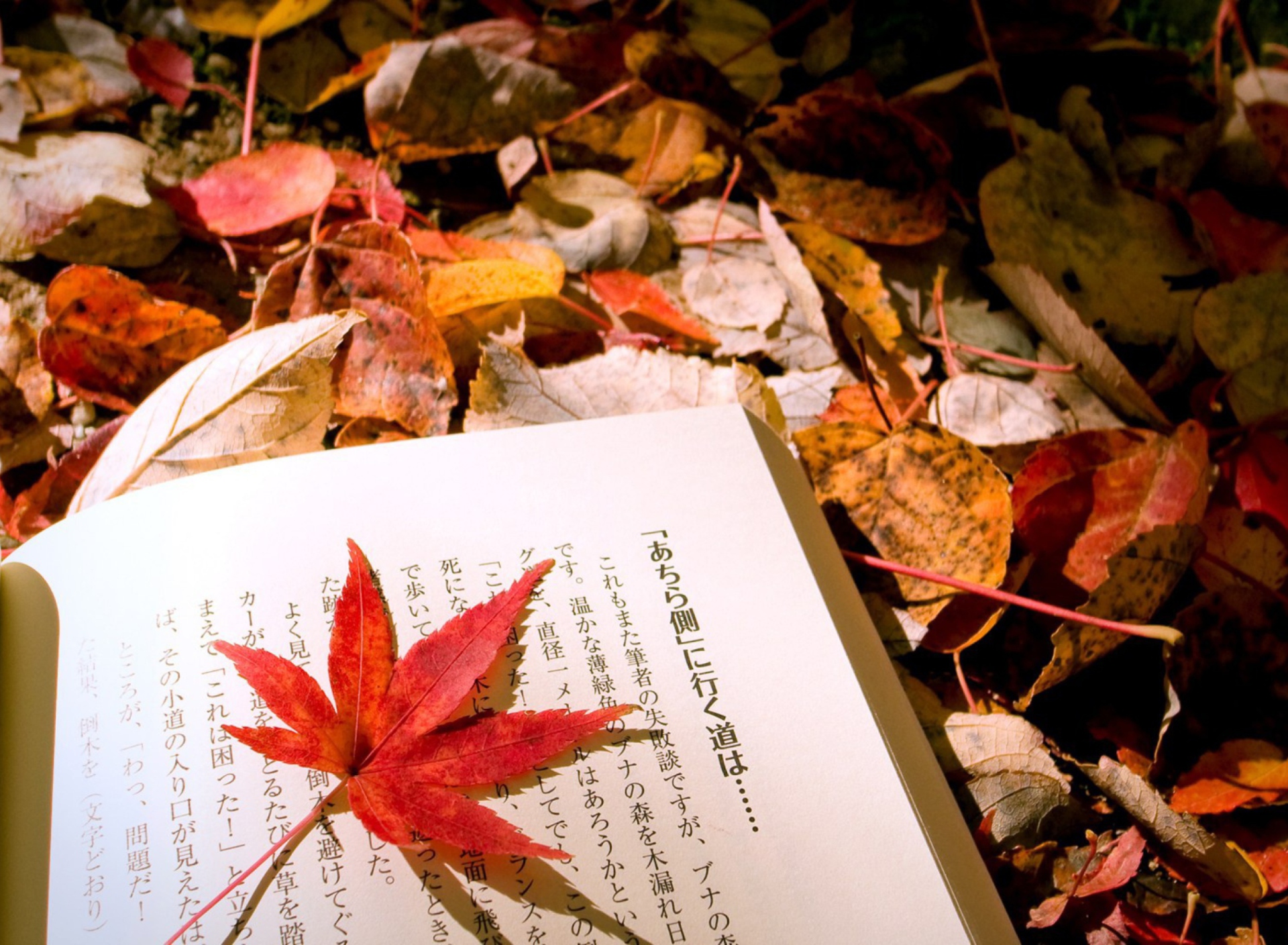 Sfondi Red Leaf On A Book 1920x1408