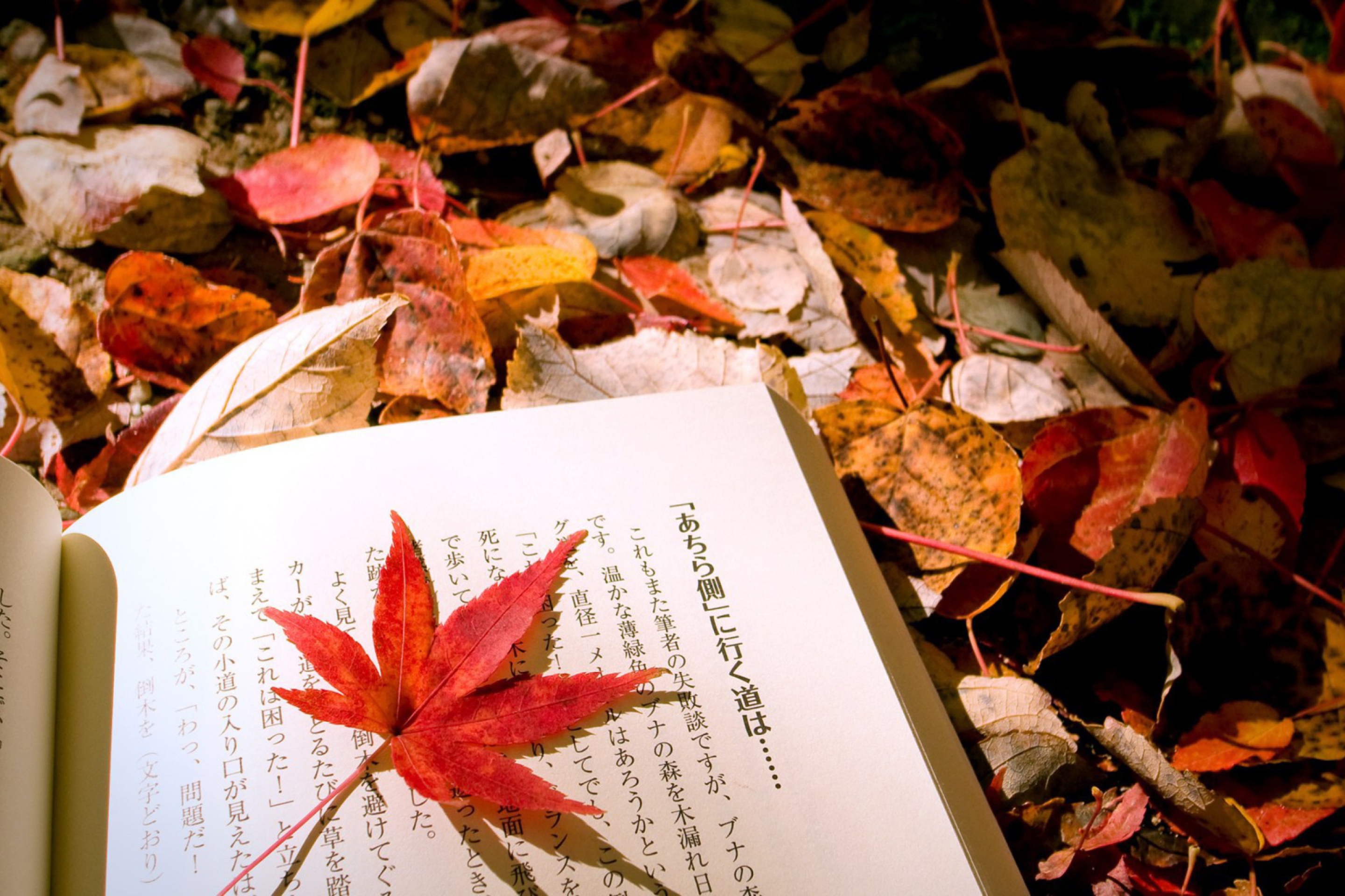 Тетрадь размышлений. Осенняя Эстетика. Осень Эстетика. Осенние обои на рабочий стол. Осенние листья Эстетика.