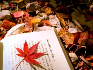 Red Leaf On A Book wallpaper 320x240