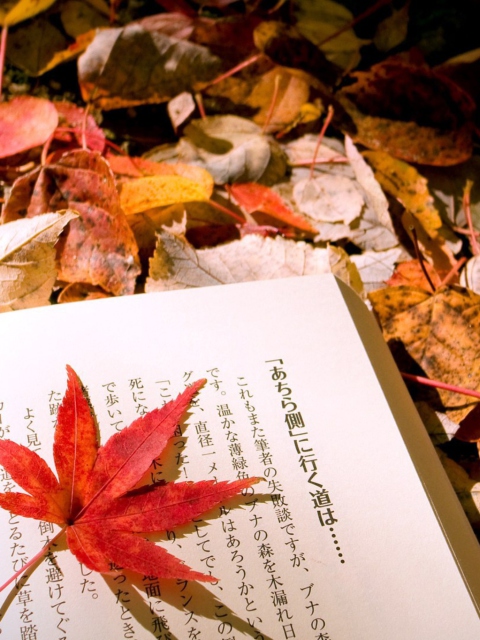 Red Leaf On A Book wallpaper 480x640