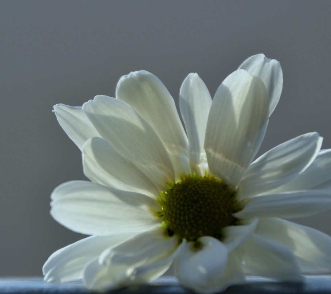 Das White Flower Wallpaper 1080x960