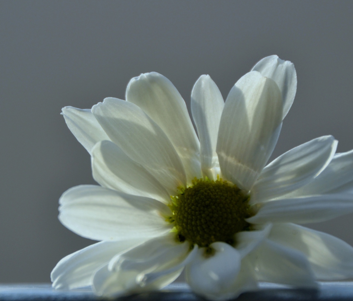 Sfondi White Flower 1200x1024