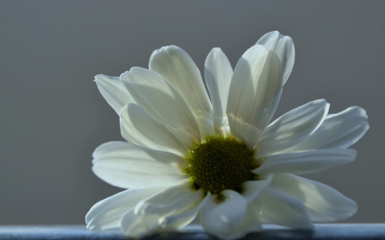 Fondo de pantalla White Flower 1280x800