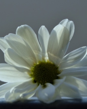 Fondo de pantalla White Flower 176x220