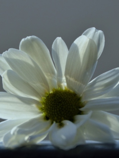 Sfondi White Flower 240x320
