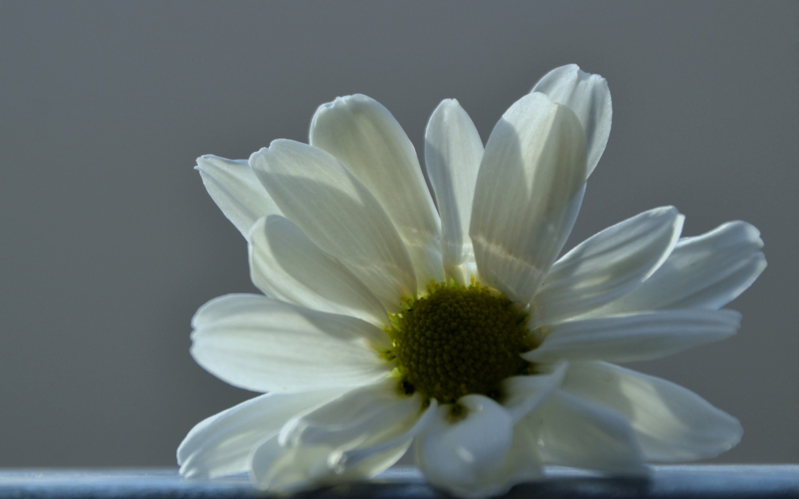 Screenshot №1 pro téma White Flower 2560x1600