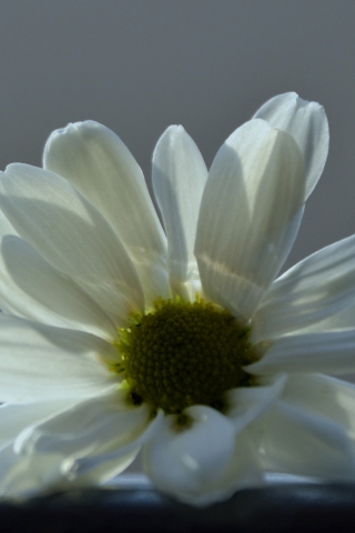 Screenshot №1 pro téma White Flower 320x480