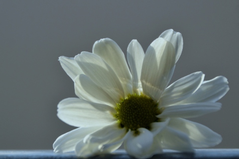 Fondo de pantalla White Flower 480x320