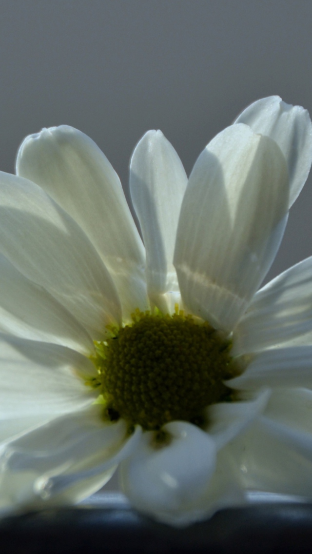 Das White Flower Wallpaper 640x1136