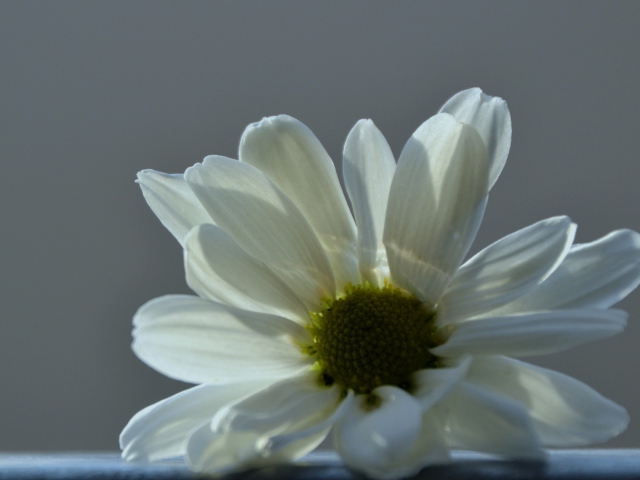Screenshot №1 pro téma White Flower 640x480
