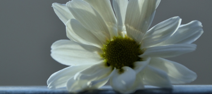 White Flower wallpaper 720x320