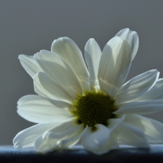 White Flower sfondi gratuiti per iPad mini