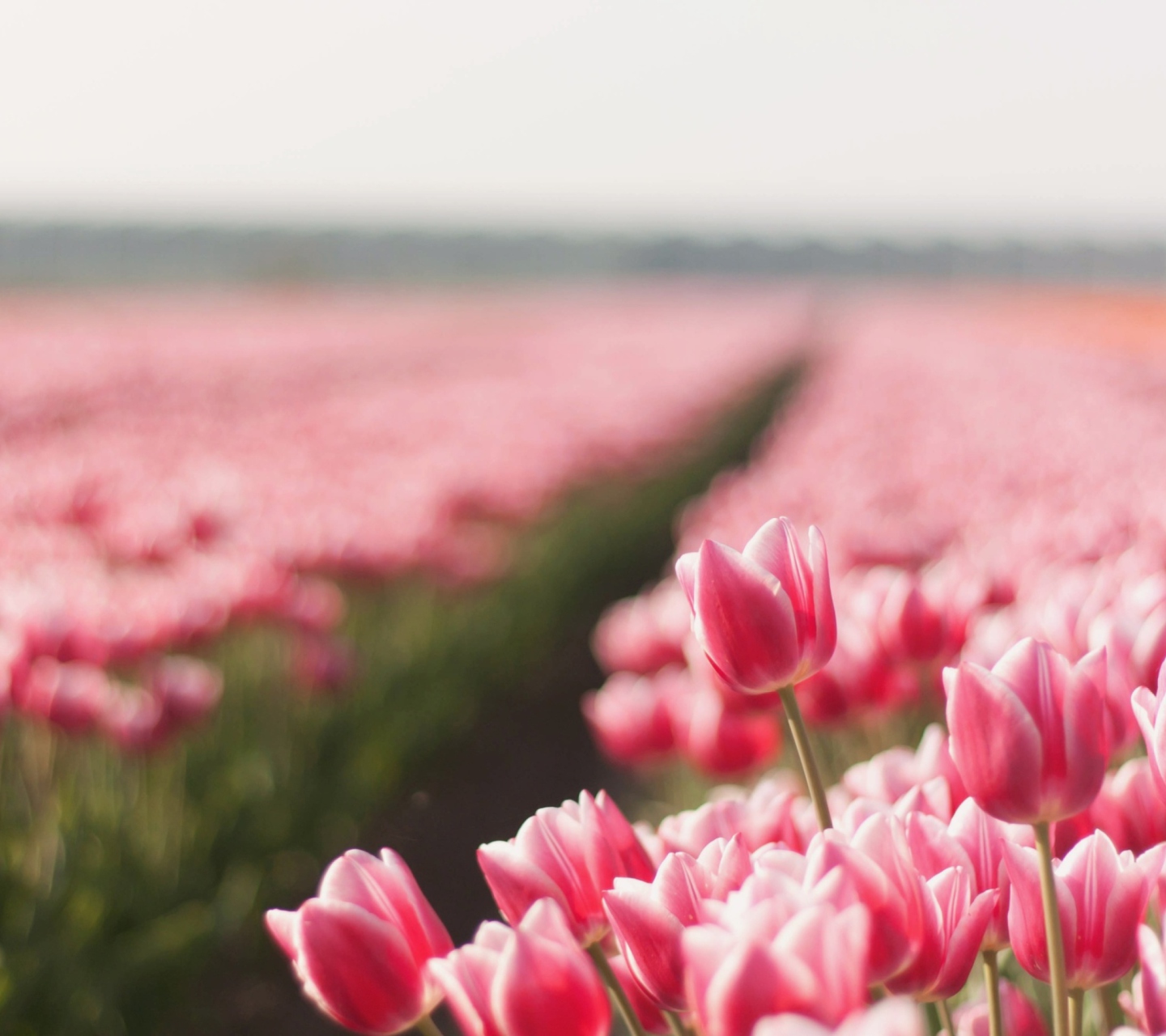 Das Field With Tulips Wallpaper 1440x1280