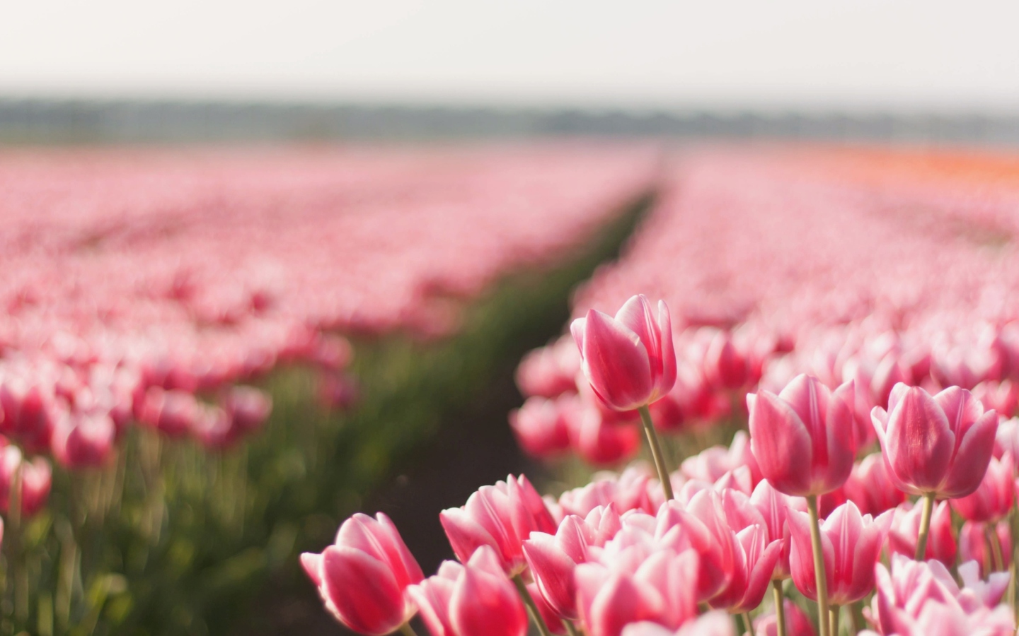 Field With Tulips wallpaper 1440x900
