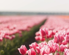 Field With Tulips wallpaper 220x176