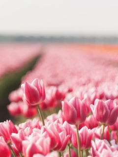 Das Field With Tulips Wallpaper 240x320