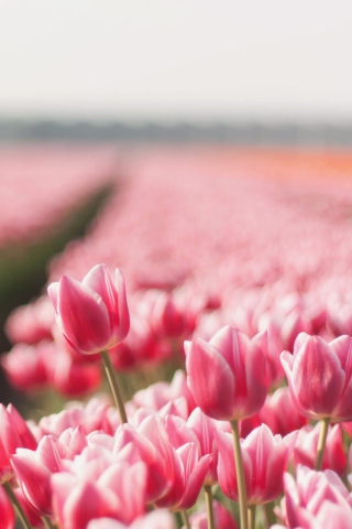 Field With Tulips wallpaper 320x480