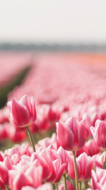 Field With Tulips wallpaper 360x640