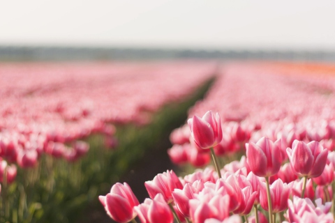 Das Field With Tulips Wallpaper 480x320