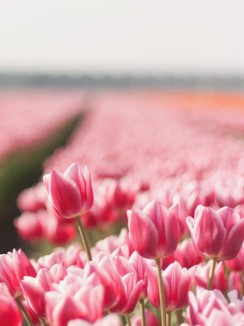 Field With Tulips wallpaper 480x640
