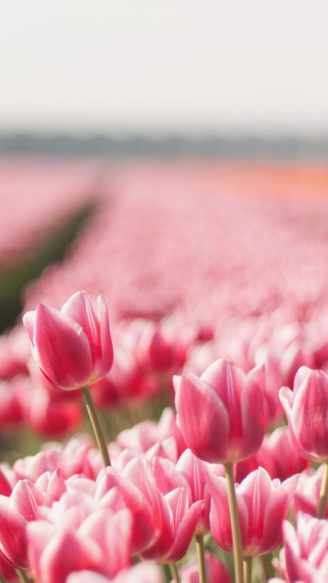 Das Field With Tulips Wallpaper 640x1136