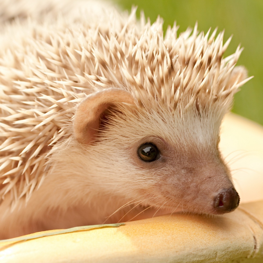 Das White Hedgehog Wallpaper 1024x1024