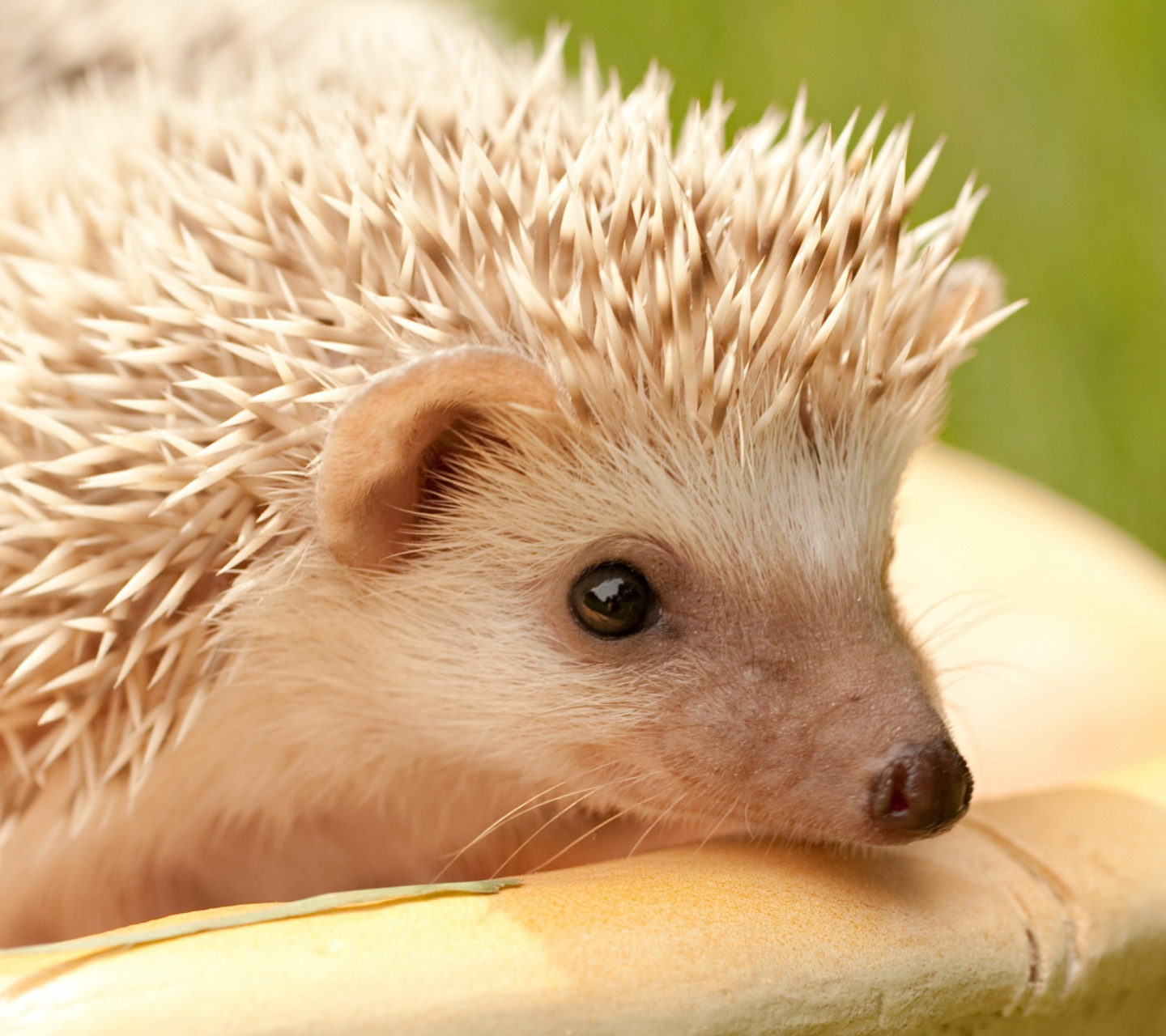 White Hedgehog wallpaper 1440x1280