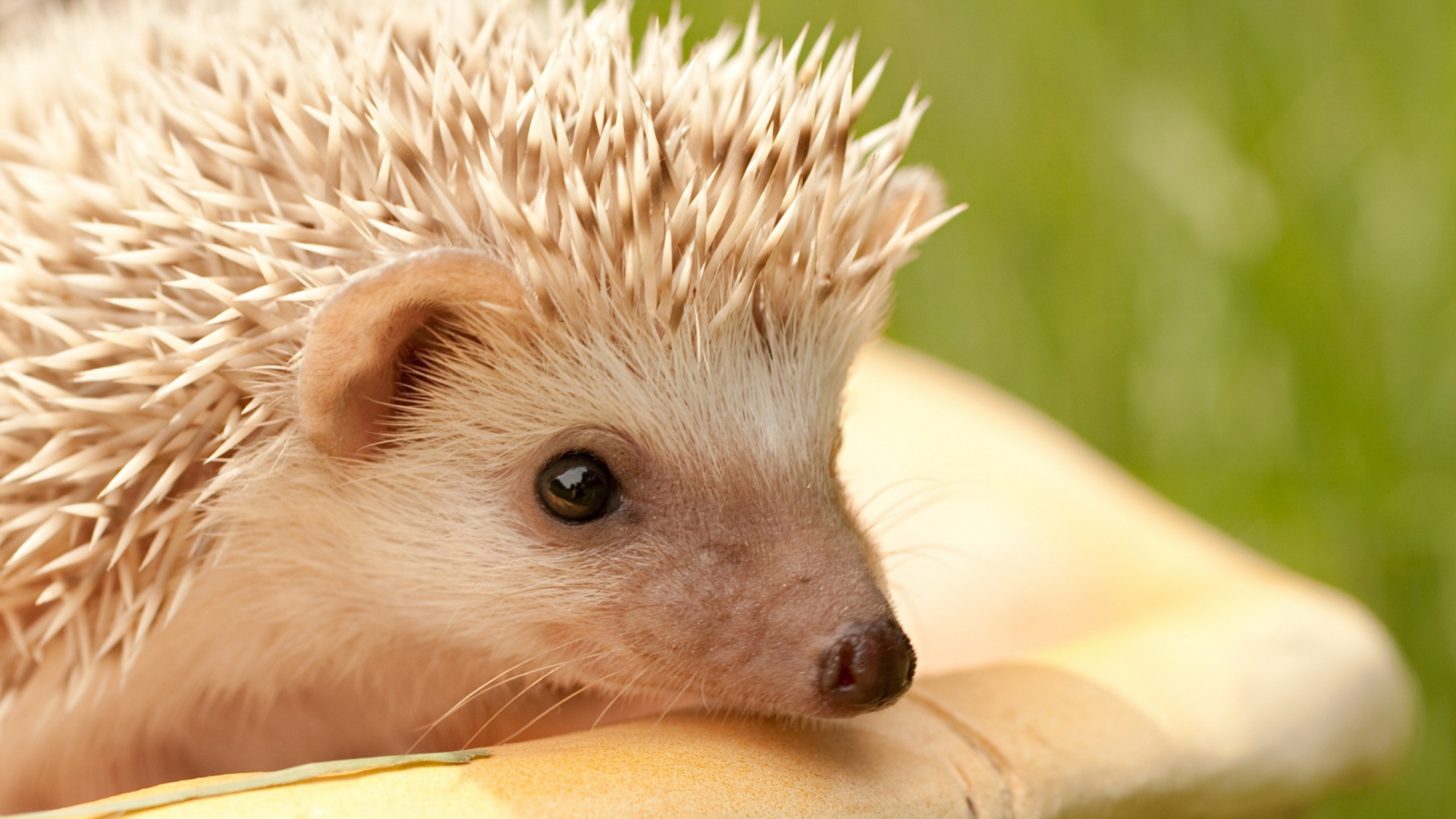 White Hedgehog wallpaper 1920x1080