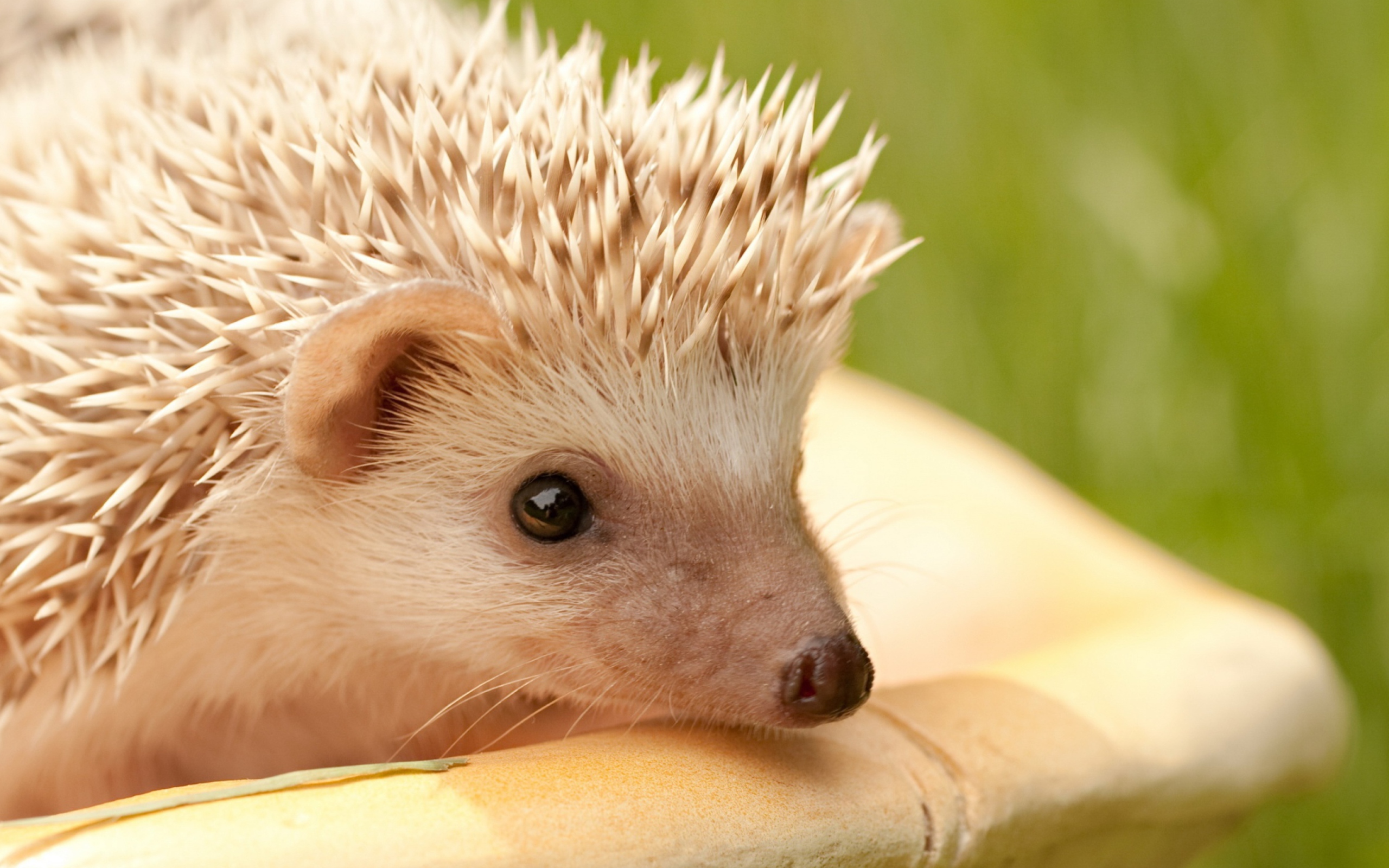 Das White Hedgehog Wallpaper 2560x1600