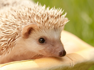 Das White Hedgehog Wallpaper 320x240