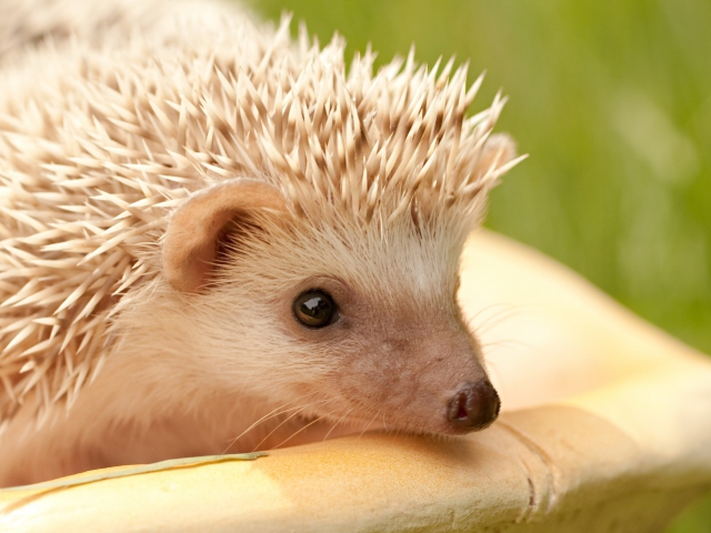 White Hedgehog wallpaper 640x480