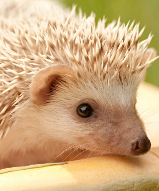 White Hedgehog sfondi gratuiti per iPhone 6 Plus