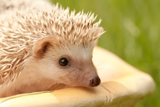 White Hedgehog - Obrázkek zdarma 