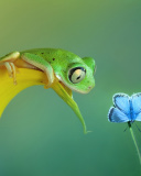 Fondo de pantalla Frog and butterfly 128x160