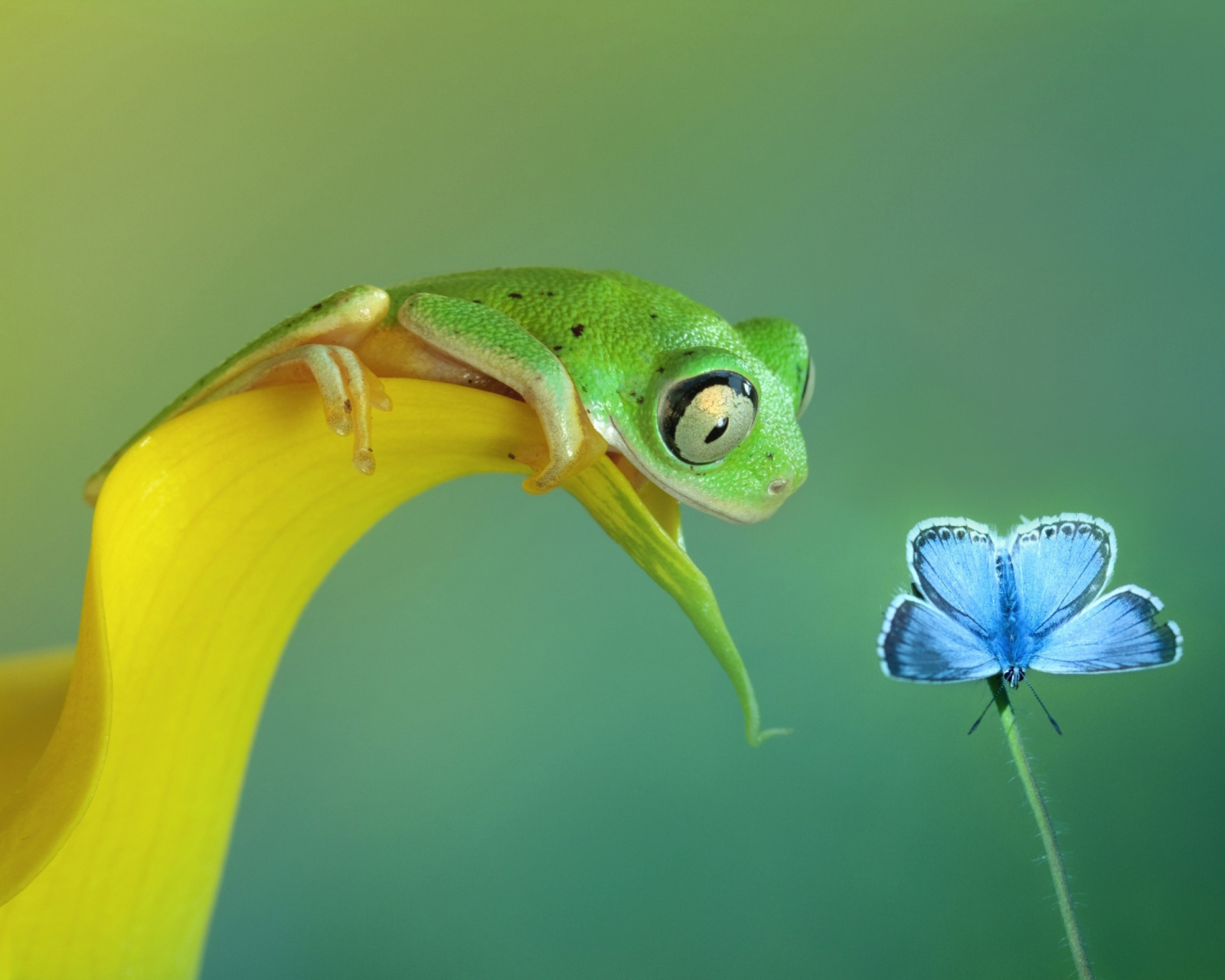 Frog and butterfly wallpaper 1600x1280