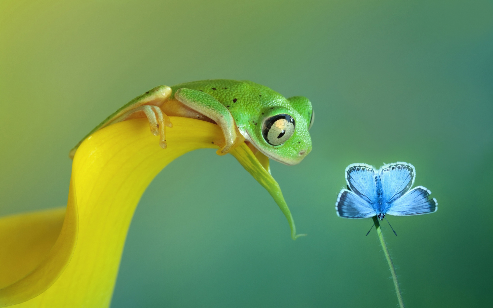 Обои Frog and butterfly 1920x1200