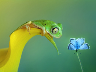 Frog and butterfly wallpaper 320x240