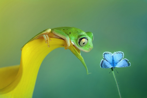 Fondo de pantalla Frog and butterfly 480x320