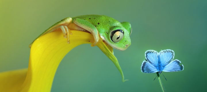 Screenshot №1 pro téma Frog and butterfly 720x320