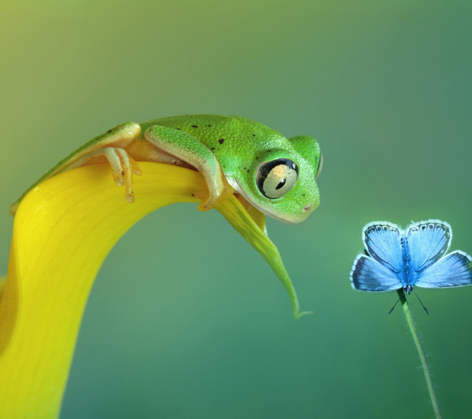 Fondo de pantalla Frog and butterfly 960x854