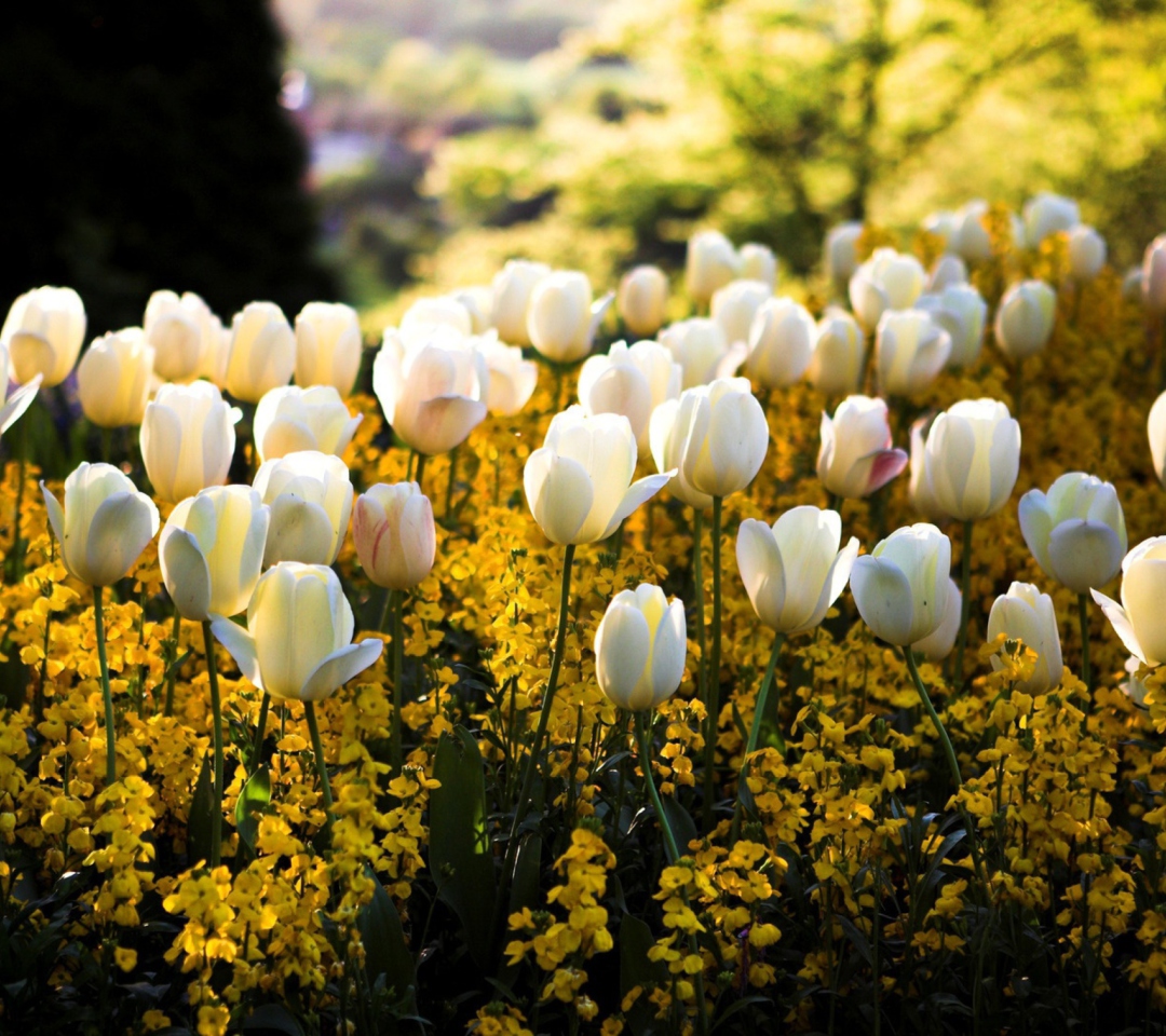 Обои White Tulips Field 1080x960