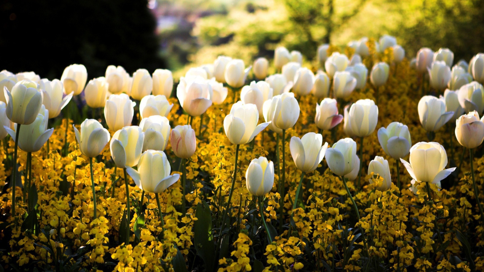 Обои White Tulips Field 1600x900
