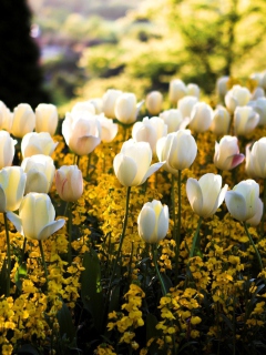 White Tulips Field screenshot #1 240x320