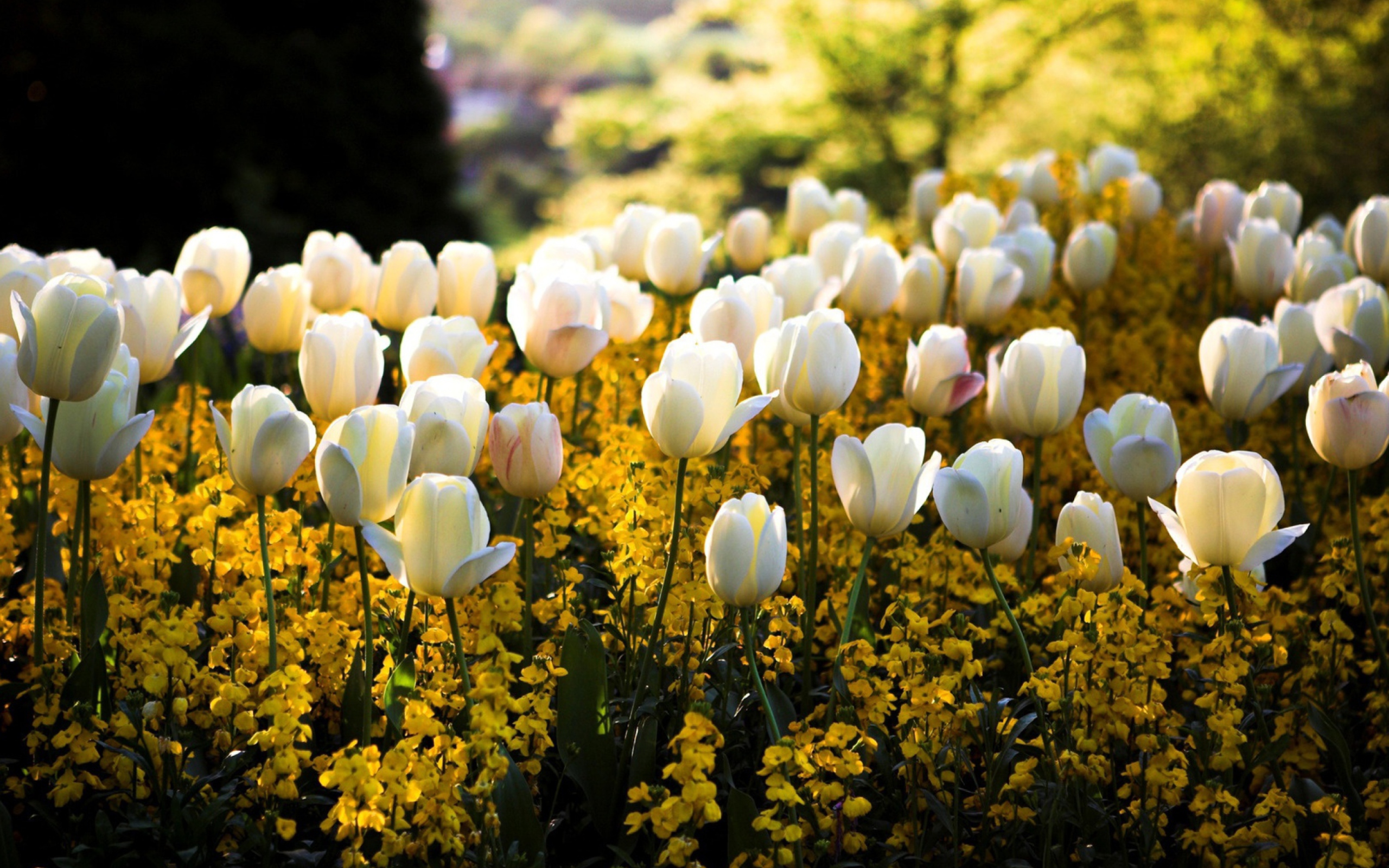 Sfondi White Tulips Field 2560x1600