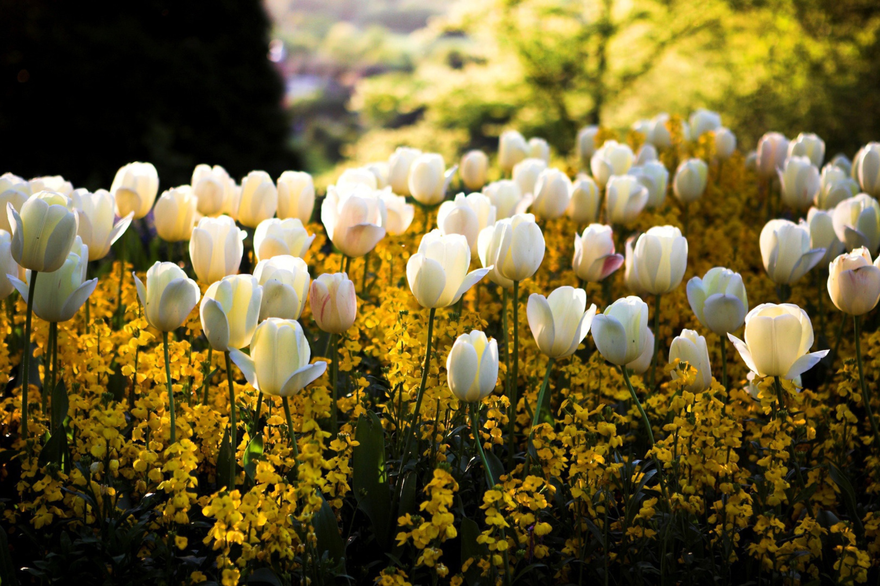 White Tulips Field screenshot #1 2880x1920