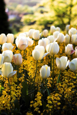 Sfondi White Tulips Field 320x480