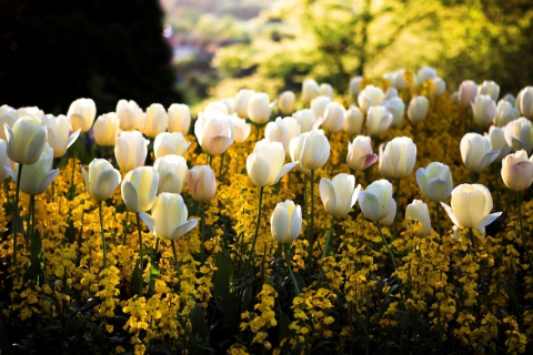 Sfondi White Tulips Field 480x320