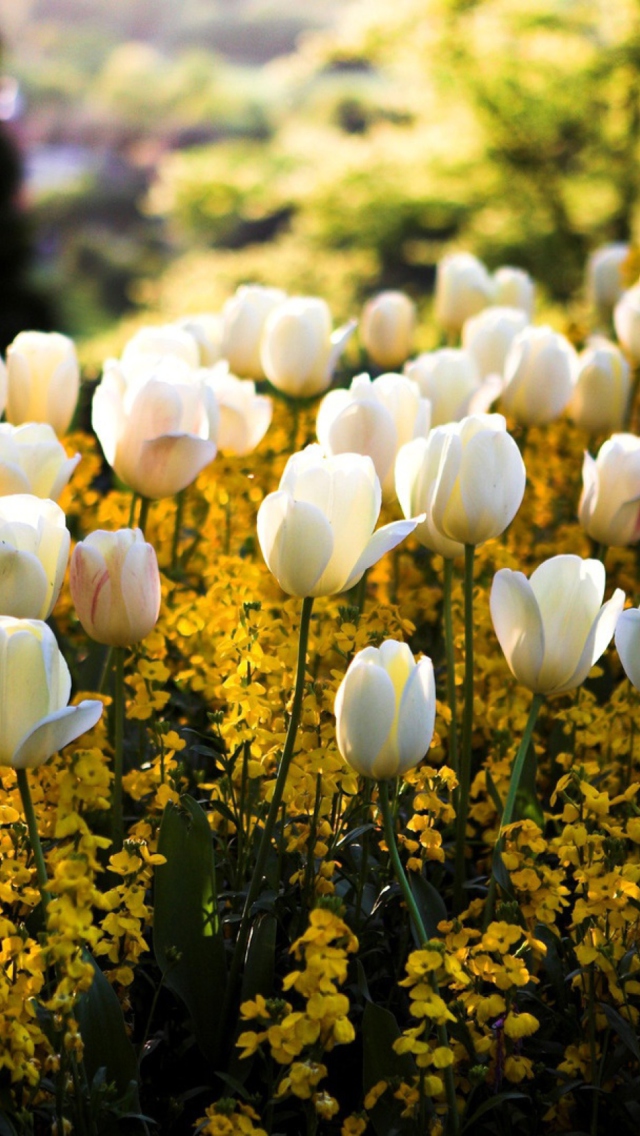 Sfondi White Tulips Field 640x1136