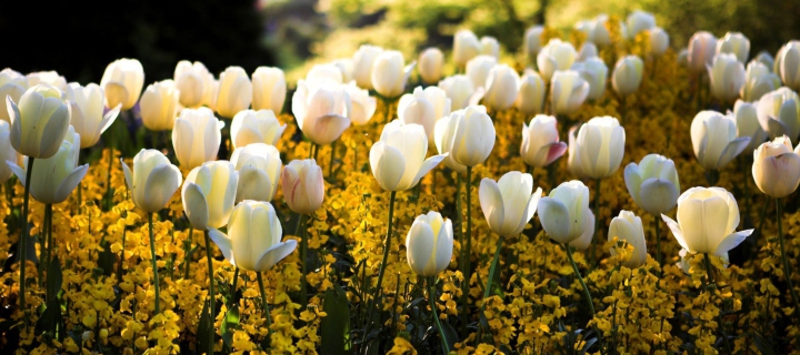 White Tulips Field screenshot #1 720x320